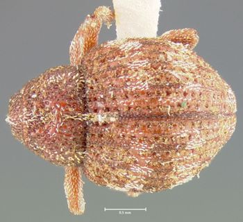 Media type: image;   Entomology 25217 Aspect: habitus dorsal view